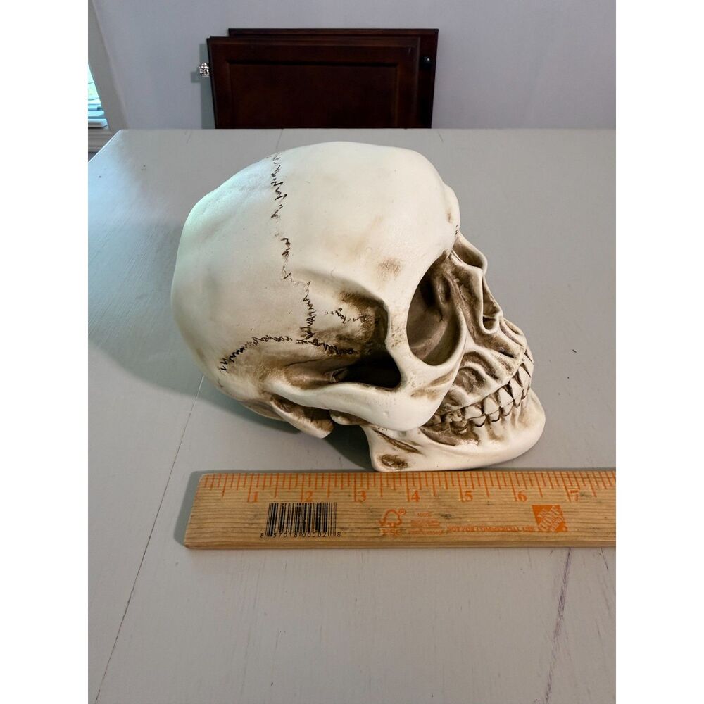 Decorative Skull Halloween Accent Realistic Gothic Spooky Decor 7" Skull - Picture 4 of 8
